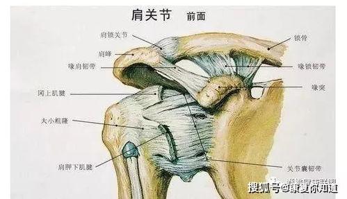 肩周炎的锻炼方法视频教程,跟随视频教程轻松恢复肩部灵活